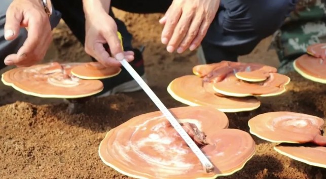 �򲩡�max(�й���)�����ٷ���վ-Unique Platform