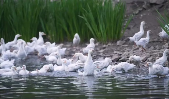 �򲩡�max(�й���)�����ٷ���վ-Unique Platform