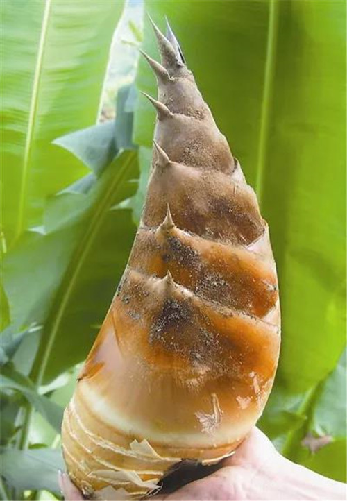 �򲩡�max(�й���)�����ٷ���վ-Unique Platform