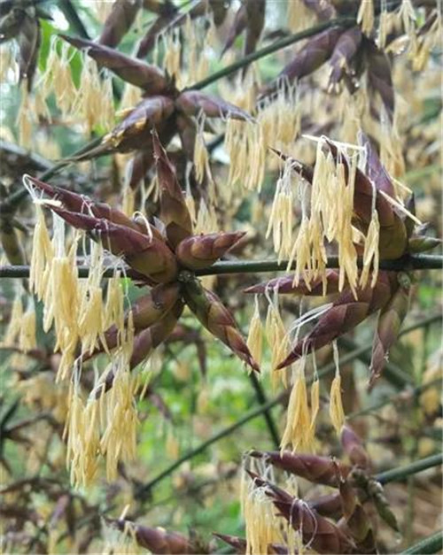 �򲩡�max(�й���)�����ٷ���վ-Unique Platform