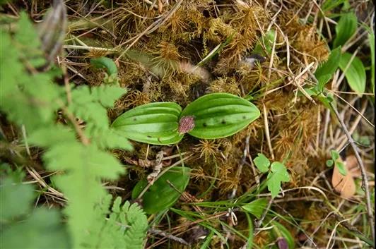 �򲩡�max(�й���)�����ٷ���վ-Unique Platform