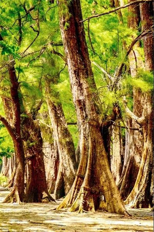 �򲩡�max(�й���)�����ٷ���վ-Unique Platform