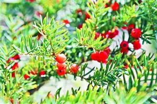 �򲩡�max(�й���)�����ٷ���վ-Unique Platform