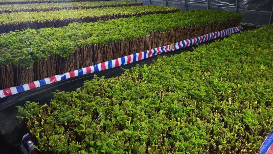 �򲩡�max(�й���)�����ٷ���վ-Unique Platform