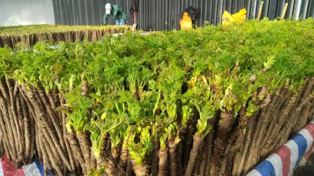 �򲩡�max(�й���)�����ٷ���վ-Unique Platform