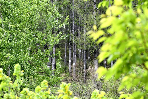 �򲩡�max(�й���)�����ٷ���վ-Unique Platform