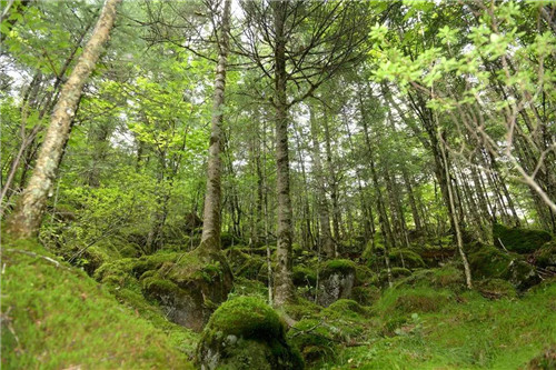 �򲩡�max(�й���)�����ٷ���վ-Unique Platform