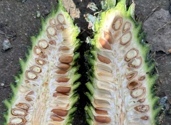 �򲩡�max(�й���)�����ٷ���վ-Unique Platform