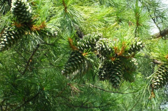 �򲩡�max(�й���)�����ٷ���վ-Unique Platform