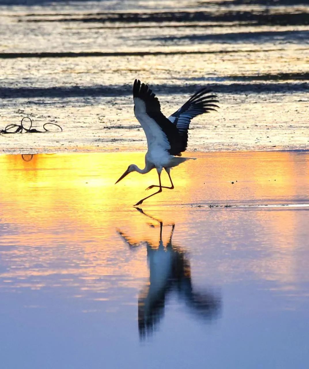 �򲩡�max(�й���)�����ٷ���վ-Unique Platform