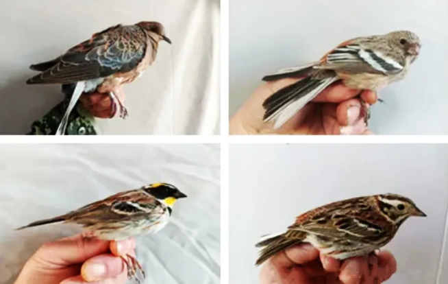 �򲩡�max(�й���)�����ٷ���վ-Unique Platform