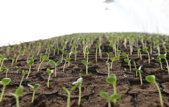 �򲩡�max(�й���)�����ٷ���վ-Unique Platform