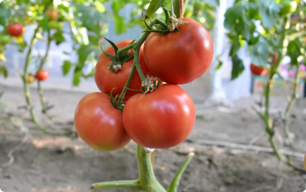 �򲩡�max(�й���)�����ٷ���վ-Unique Platform