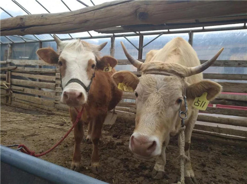 �򲩡�max(�й���)�����ٷ���վ-Unique Platform