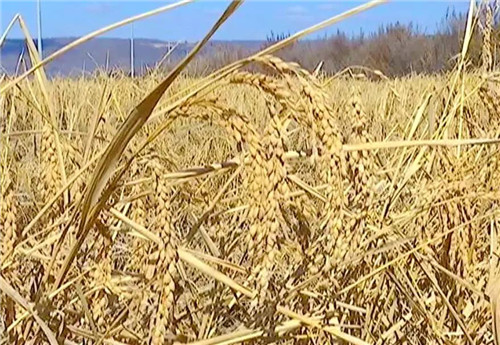 �򲩡�max(�й���)�����ٷ���վ-Unique Platform