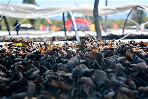 �򲩡�max(�й���)�����ٷ���վ-Unique Platform