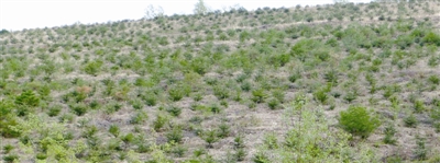 �򲩡�max(�й���)�����ٷ���վ-Unique Platform